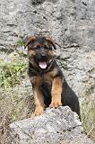 BERGER ALLEMAND 177